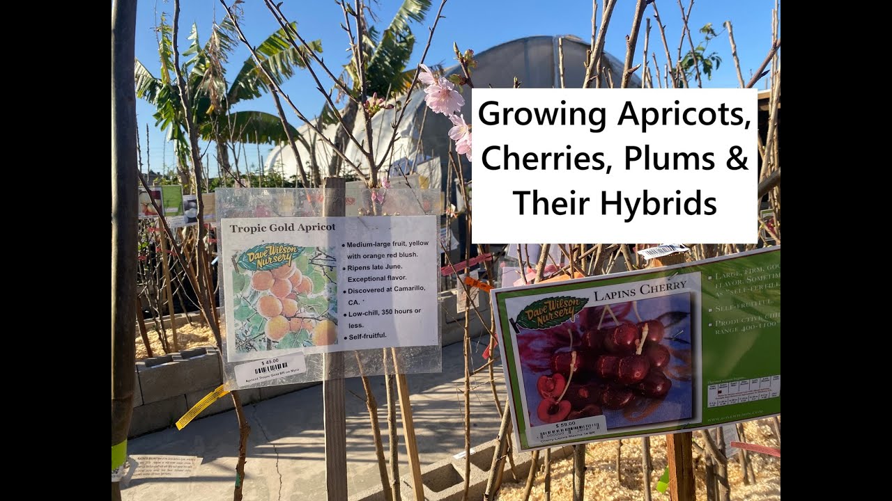 Growing Apricots, Cherries, Plums, & Their Hybrids