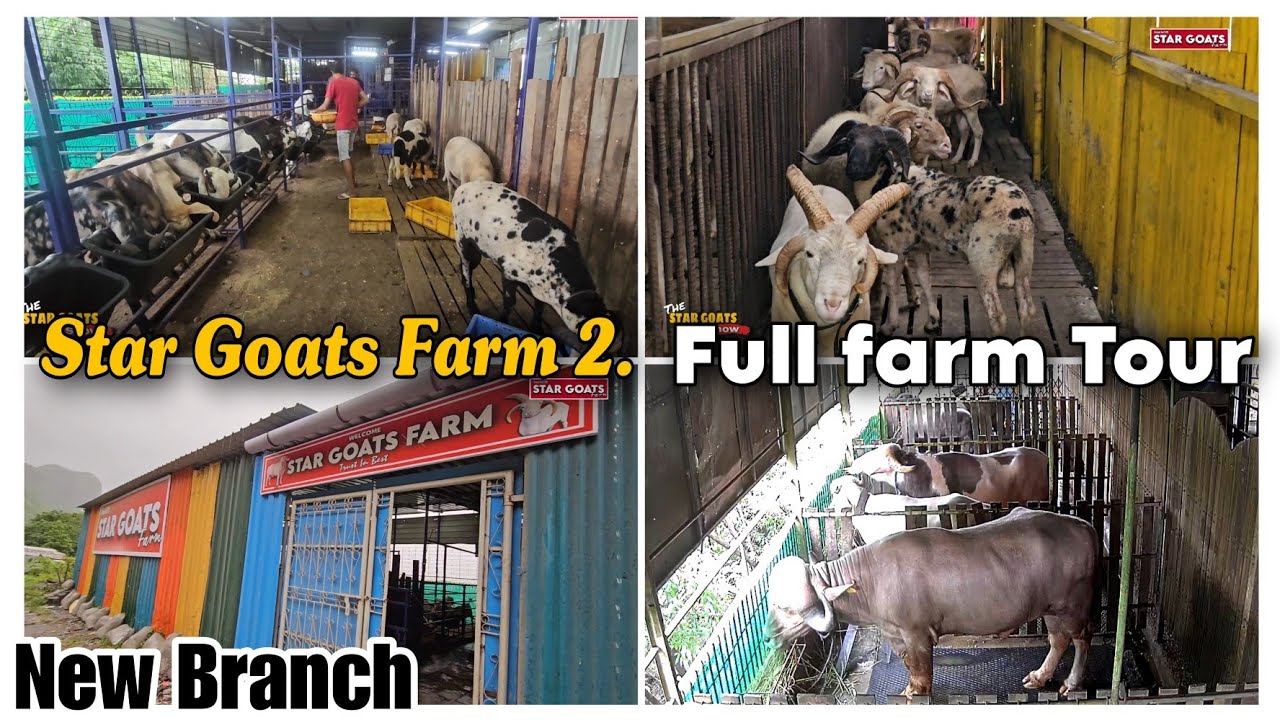 Overview New Farm ka Star Goats farm 2 | full Tour by Asif STD 88798 09944
