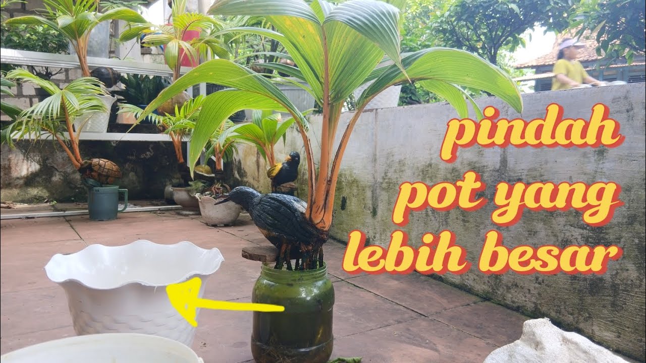 LAGI LAGI AKARNYA LEBAT BANGETT‼️PROSES PEMINDAHAN BONKLA KARAKTER BURUNG MURAI