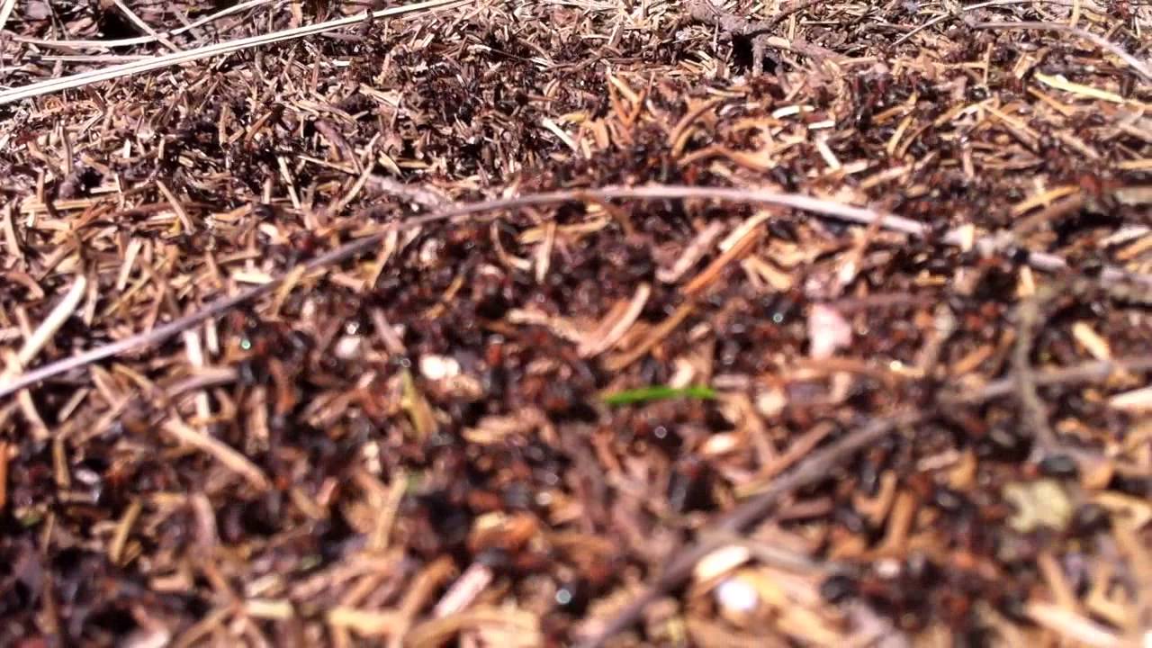 Muurahaisia kev&auml;t touhuissa