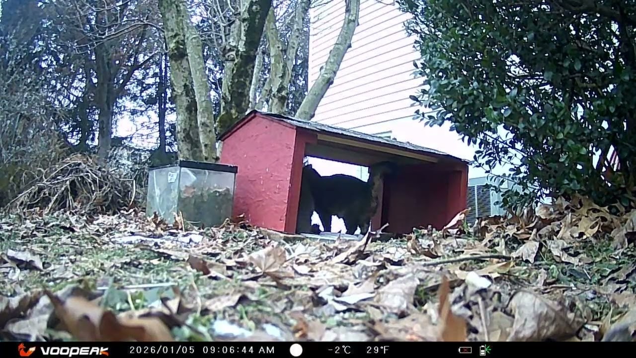 Backyard Chronicles  Stray Cats and Nocturnal Visitors at the Food Bowl 20260105 F