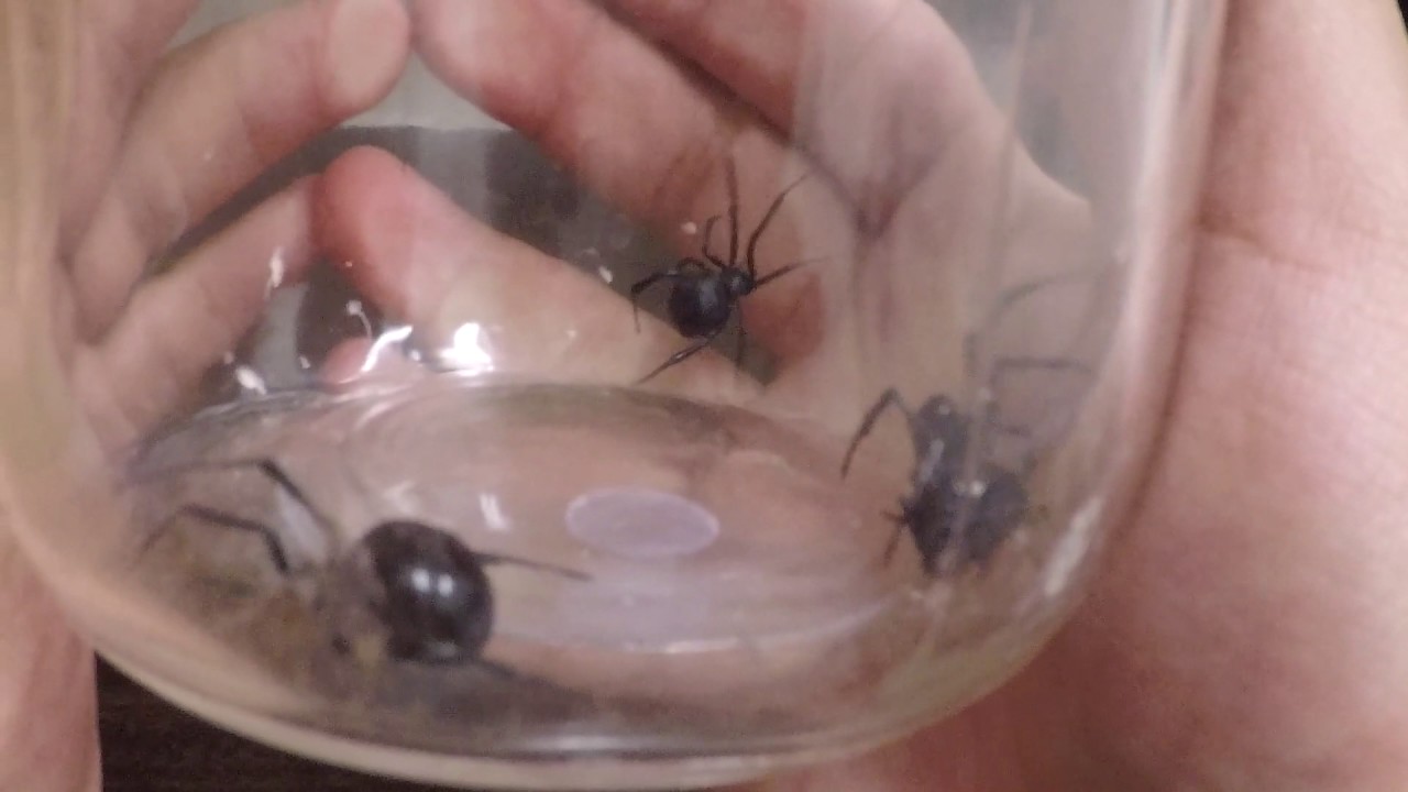 Four Latrodectus Mactans (Black Widow Spiders)!!!