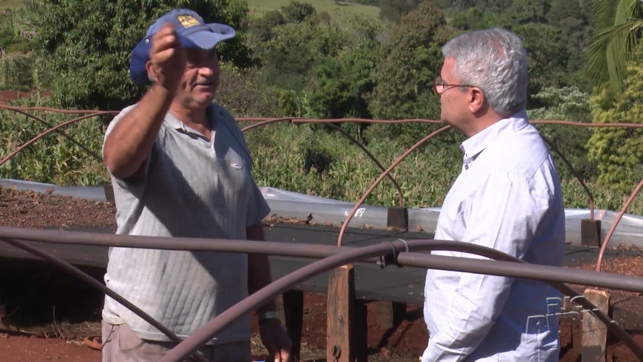 Um pequeno sítio produtor de café na região de Apucarana