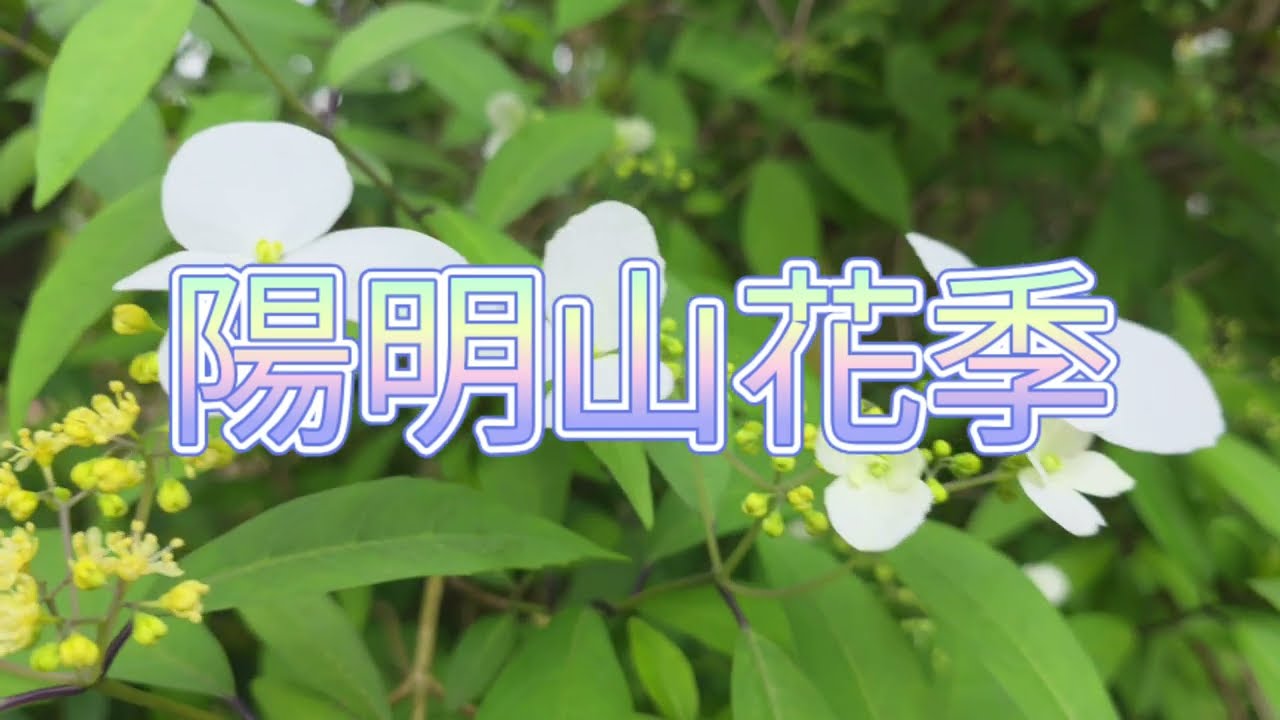 2026陽明山花季 陽明公園 湖山綠地公園