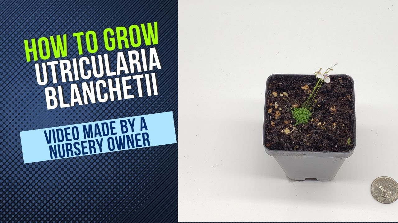 How to Grow and Propagate Utricularia Blanchetii (Carnivorous Plant Grow Guide)