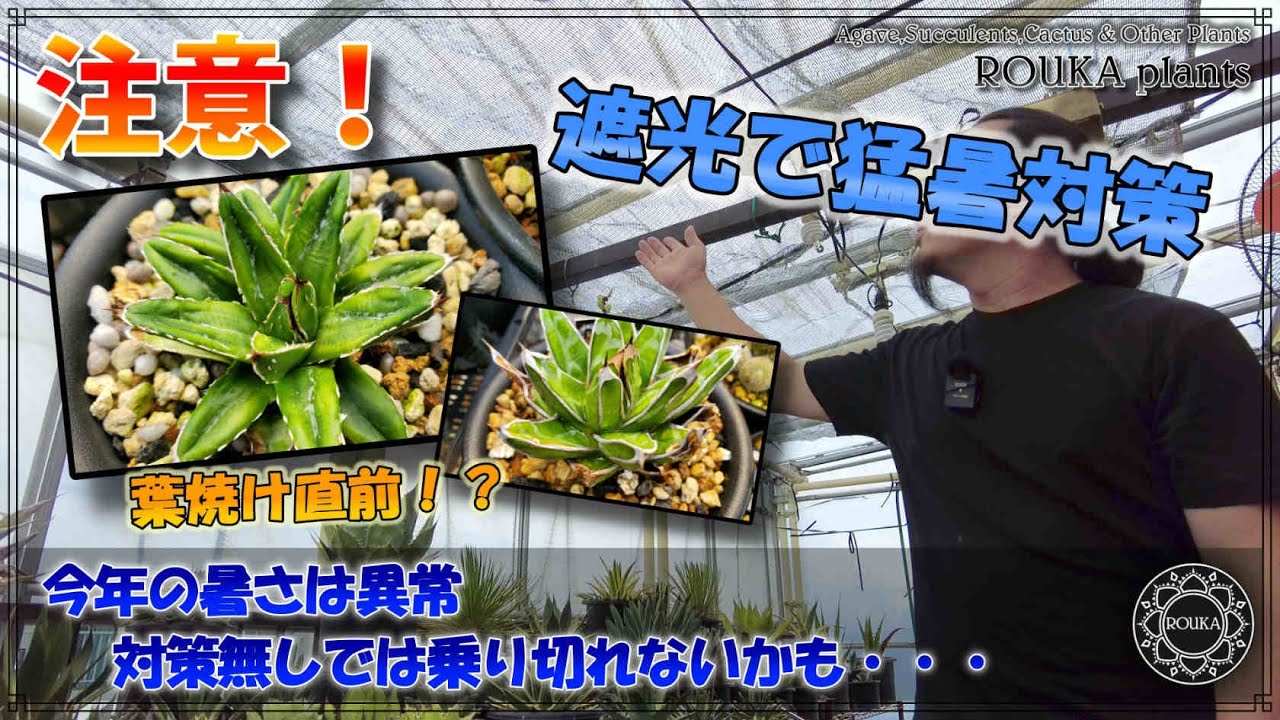 【猛暑注意！】アガベも葉焼けする日差し！危険サインと葉焼け対策【Agave】【園芸】
