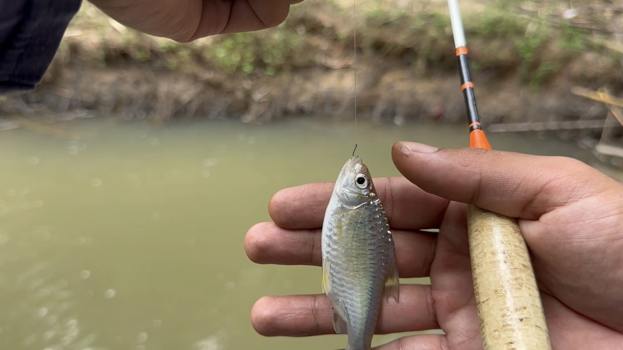 A Spot That Doesn't Disappoint For Microfishing