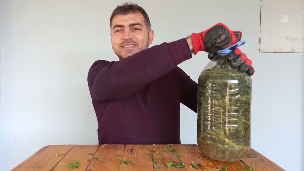 Isırgan Otu. En Doğal En Ucuz Azot Kaynağı