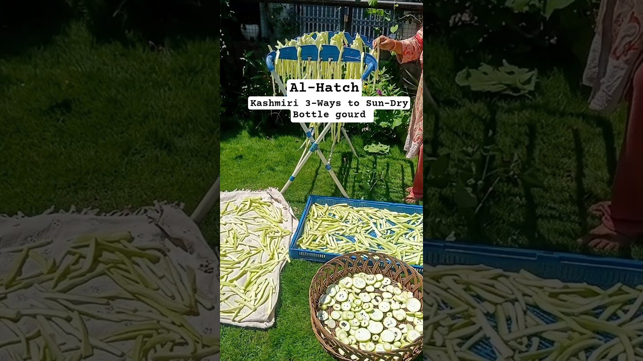 Best 3 Ways to Sun-Dry Bottle Gourd | Al-Hatch | Kashmiri #sundried #bottlegourd #homethalistory
