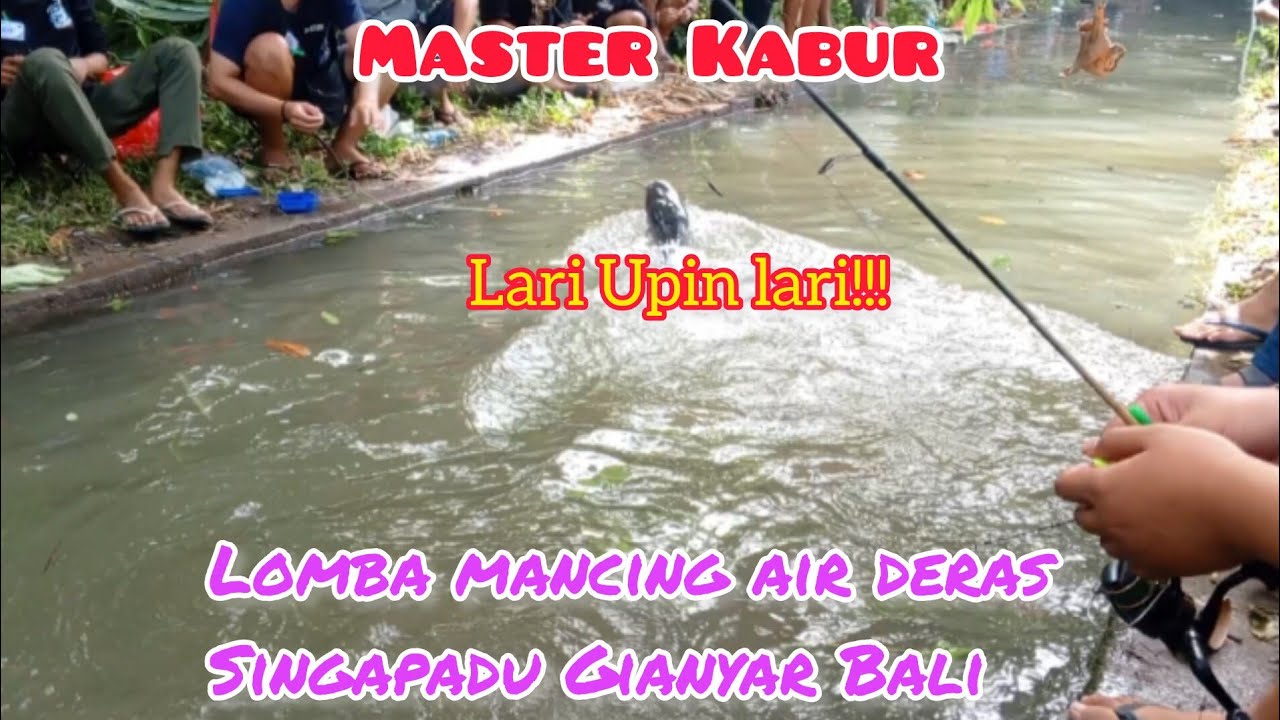 MASTER KABUR LOMBA MANCING AIR DERAS IKAN LELE TERBANG SINGAPADU GIANYAR BALI