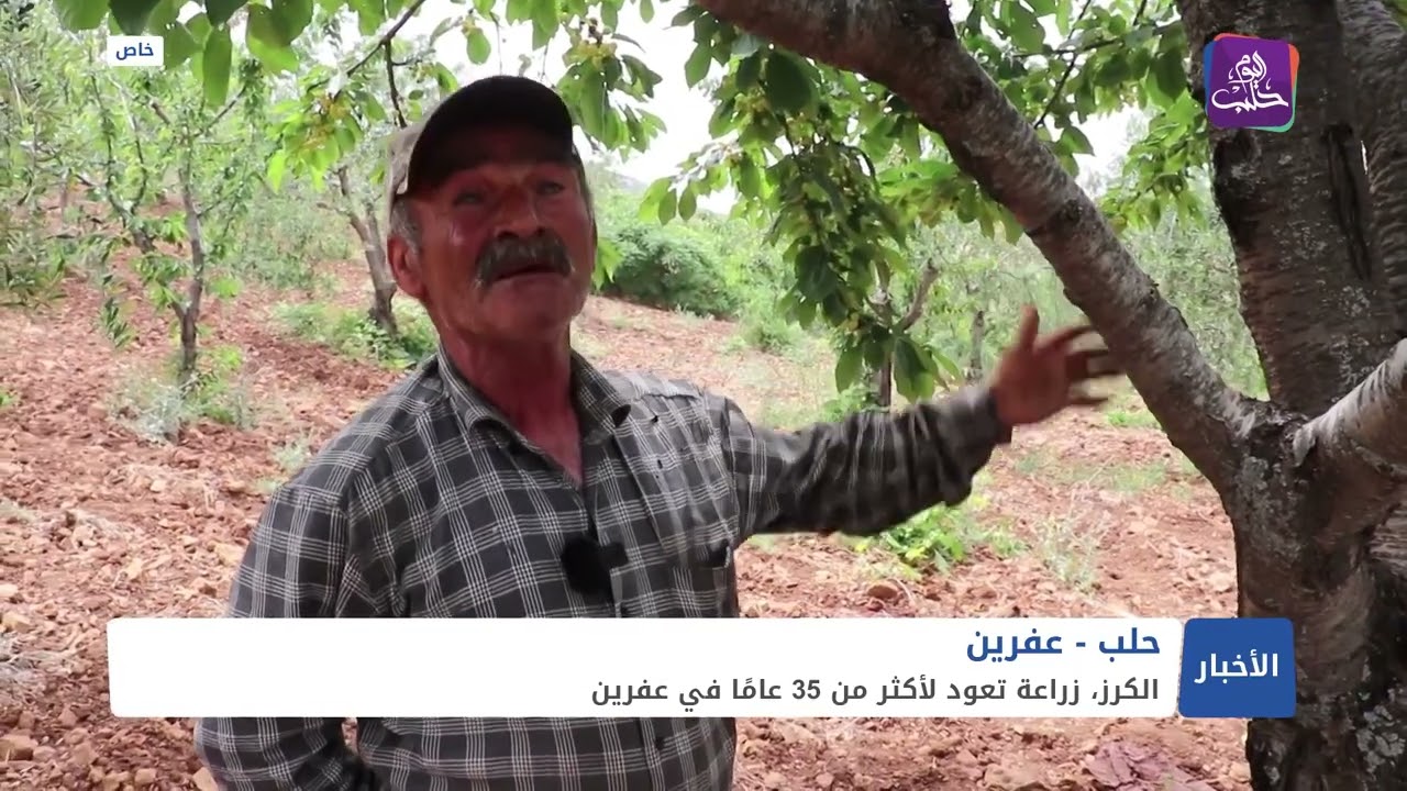مُزارع عفريني أدخل زراعة الكرز إلى منطقته قبل 35 عاماً وتميّز بها، هل ينافس كرز أريحا برأيك؟