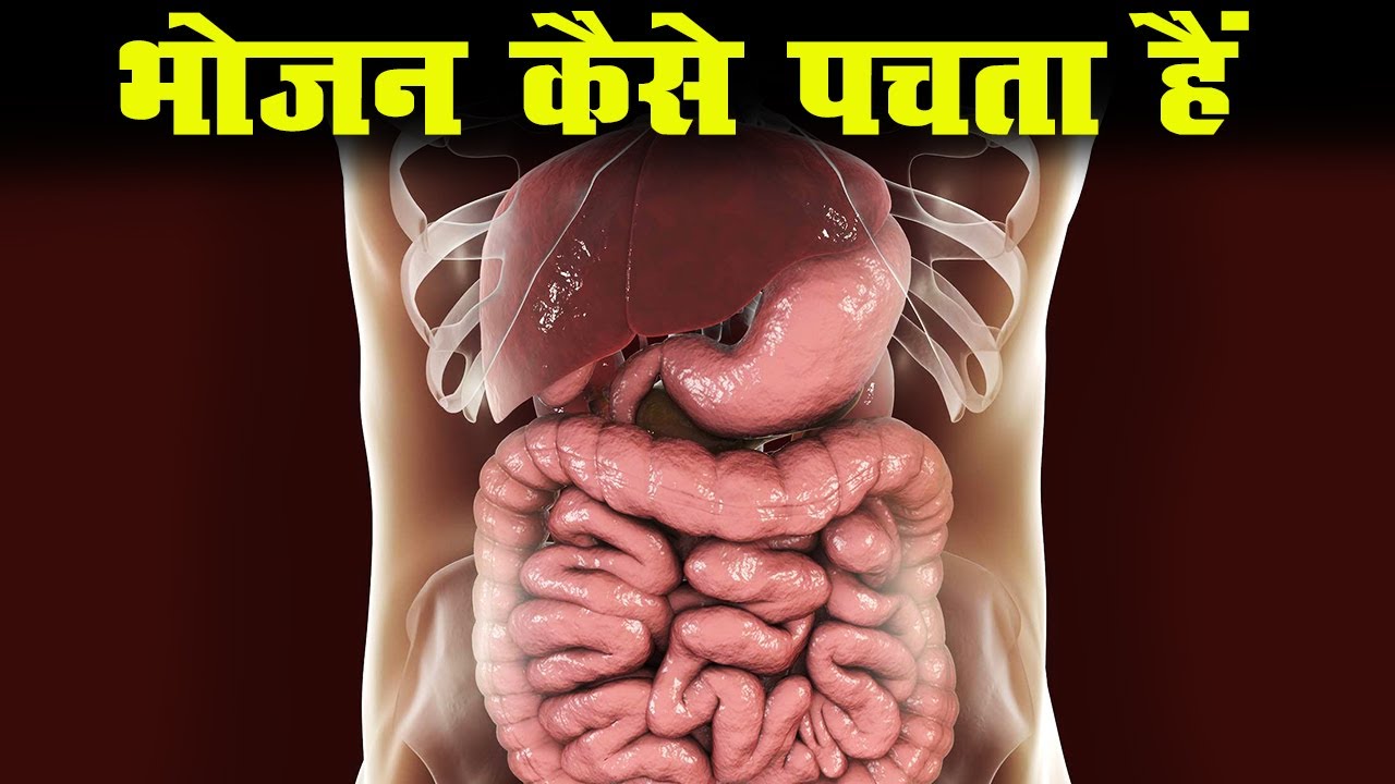 भोजन का पाचन कैसे होता हैं - एक एक Step चौंकाने वाली सच्चाई!  how food is digested