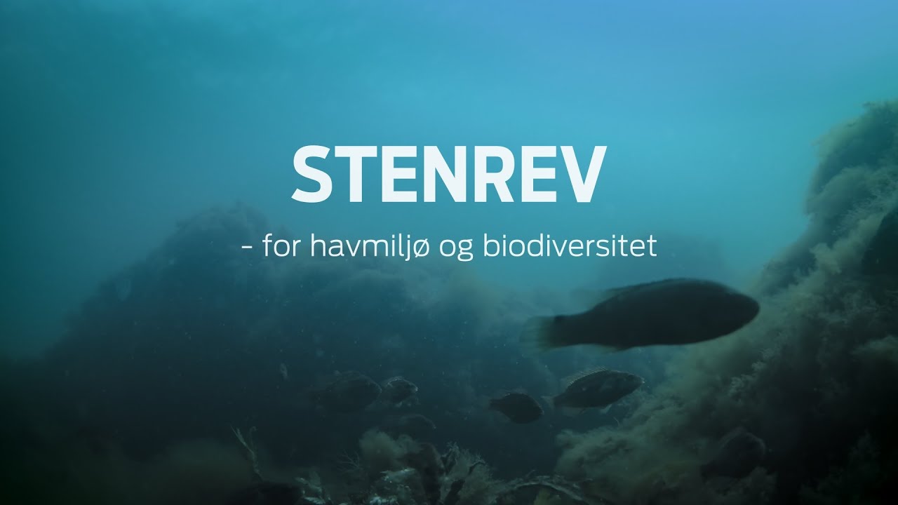 Projekt Kysthjælper - Stenrev