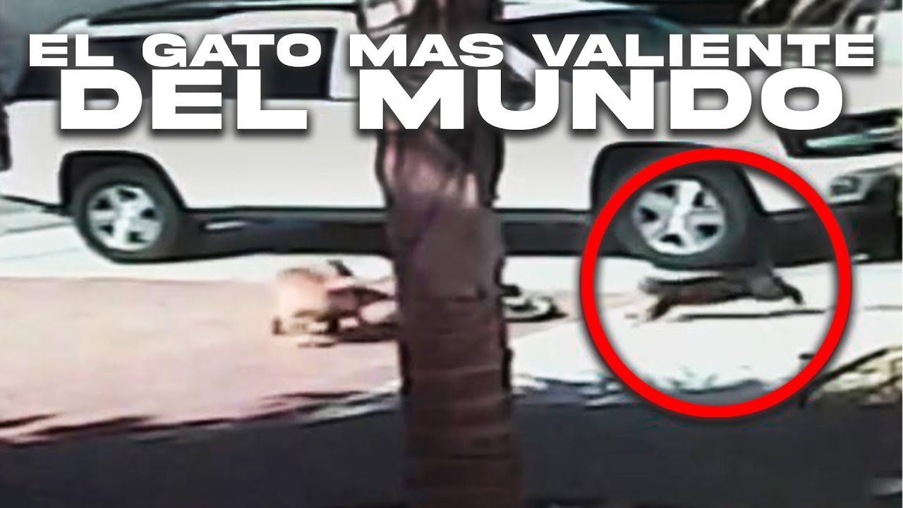 Valiente Gato Salva a Un Niño De Un Perro y Recibe Una Medalla De Honor