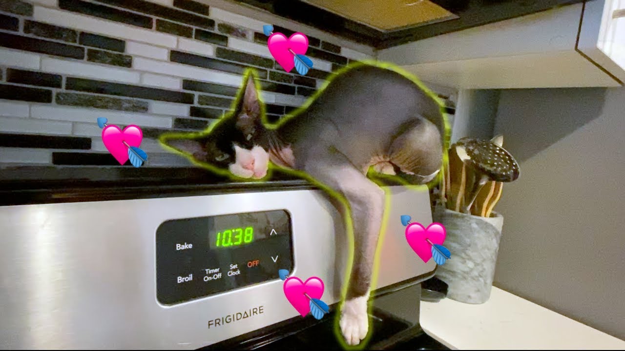 Living With Sphynx Cat The Dark Lord
