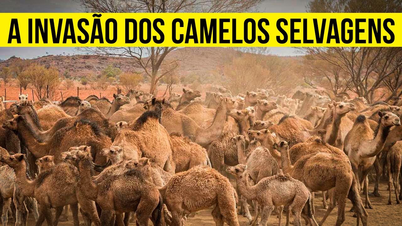Como os Agricultores Australianos Controlam MILHÕES de Camelos INVASORES?