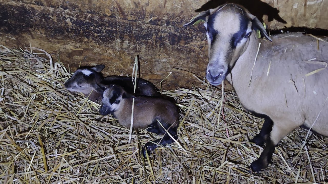 CIORBĂ DE BURTĂ 🐂NOI MEMBRI ÎN TURMA DE MUFLONI 🐏🐏🐏🐏