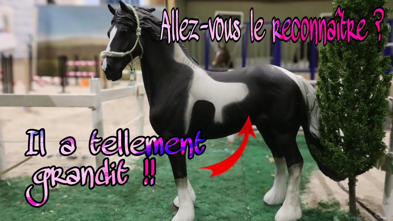 [VLOG] Débourrage de Kenzo, des nouvelles de Waldo et Aurélia nous présente son bébé ! 🐴🐴🤰