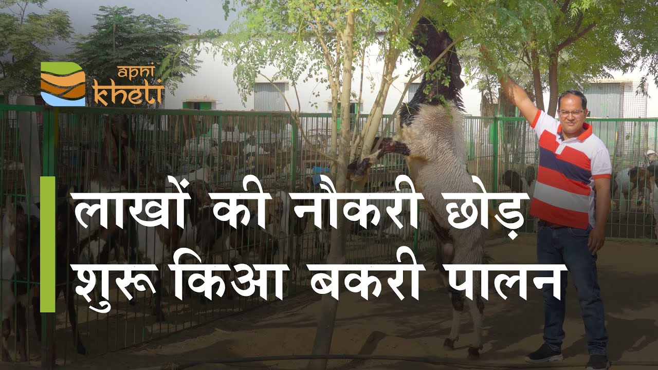 नौकरी छोड़कर शुरू किया बकरी फार्म, मिल गयी कामयाबी  I Yaduvanshi Goat Farm & Training Centre