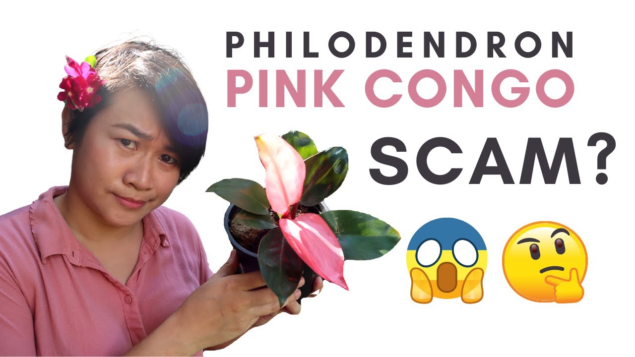 Is Philodendron Pink Congo a SCAM? | Part 1