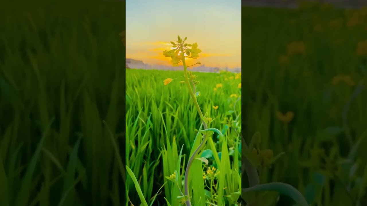 Spring is Here 😍 #nature #ibrarvlogs #pakistan