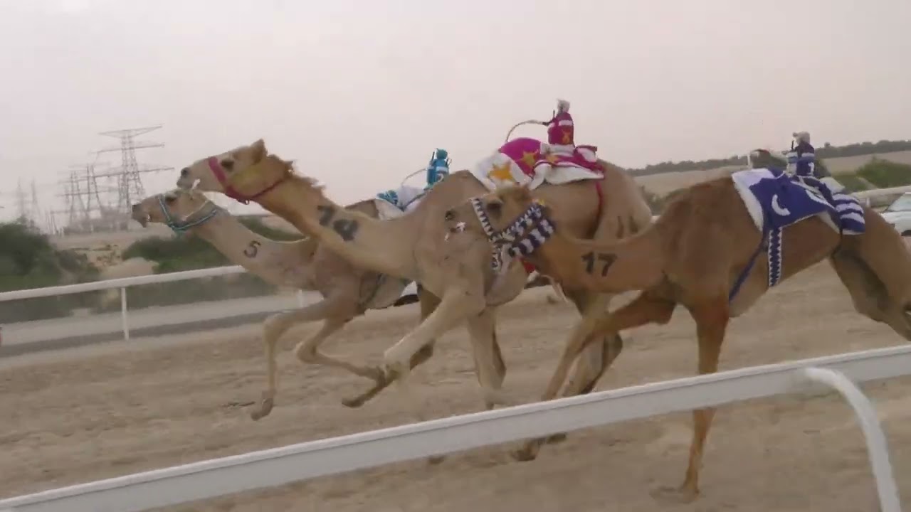 الشوط 12(عالي)للسيد: محمد راشد أحمد المنصوري توقيت 07:43