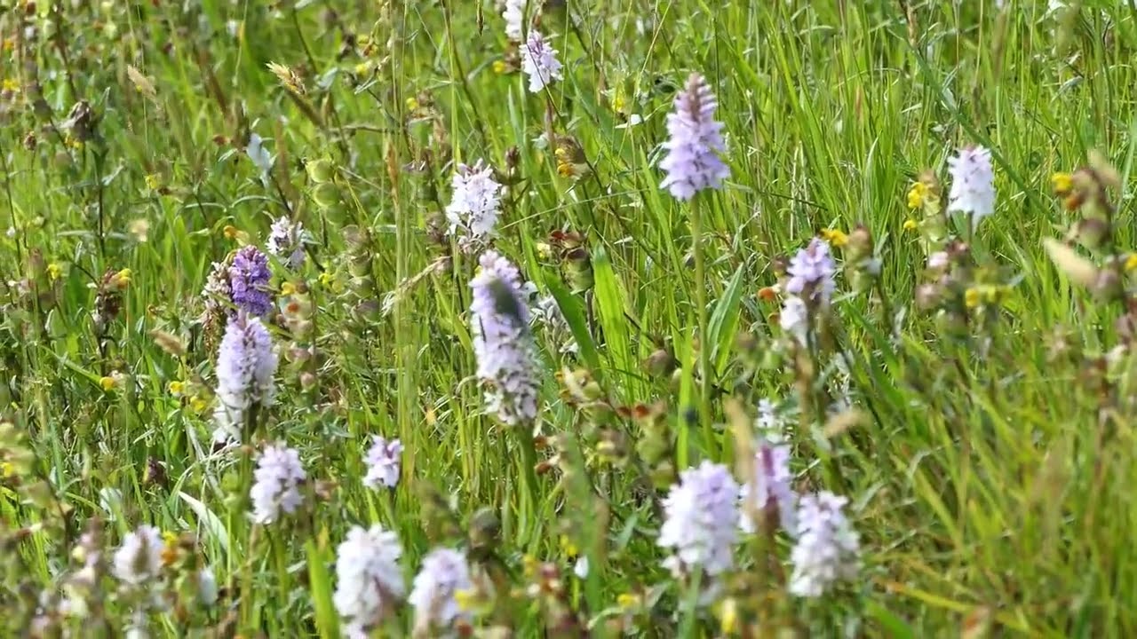 Wildflower Hay Meadow Orchids   June 11th 2025