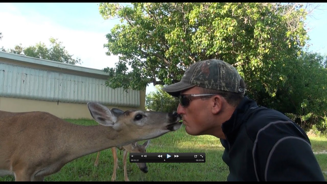 Key Deer! Beautiful and Friendly