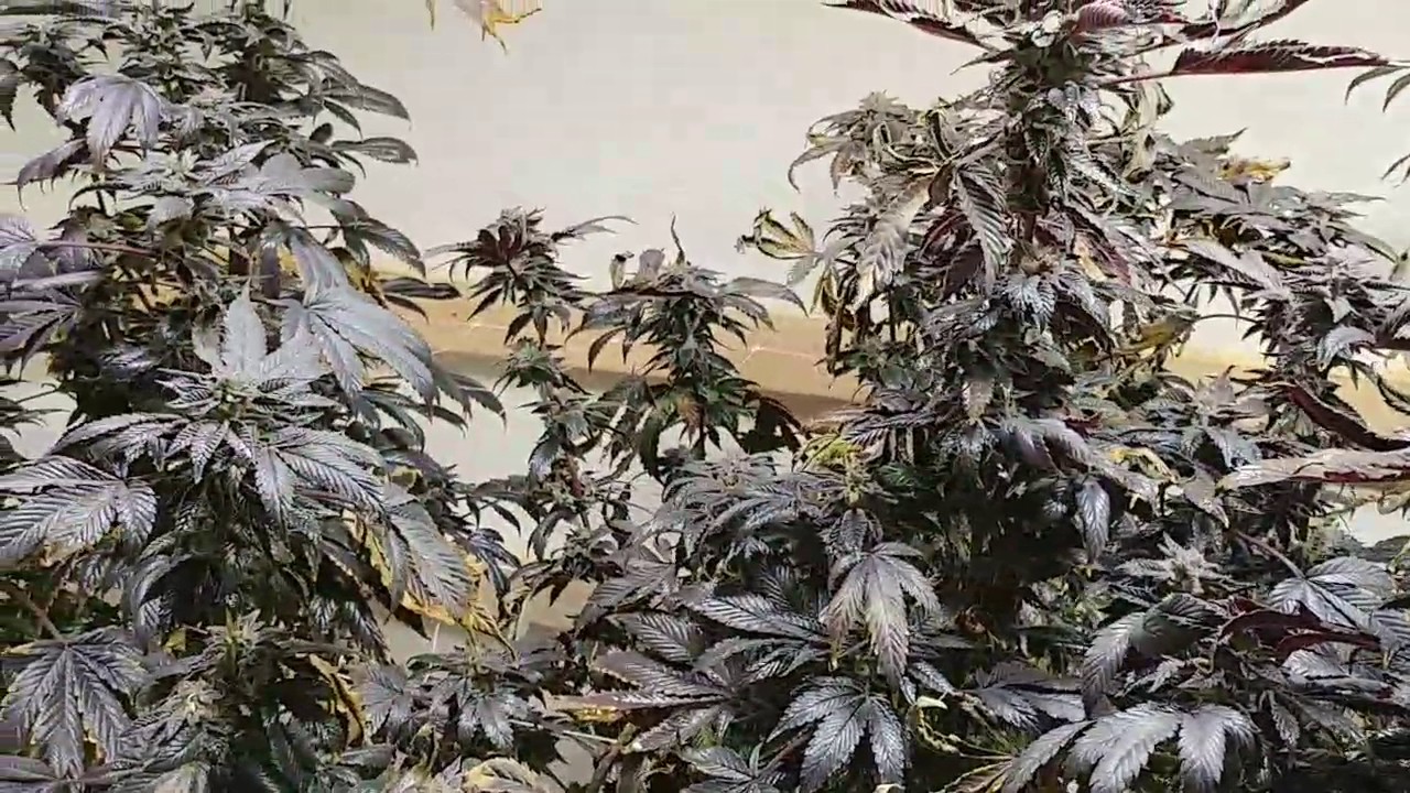 Spectrum king led 600 watt grow day 63 flower