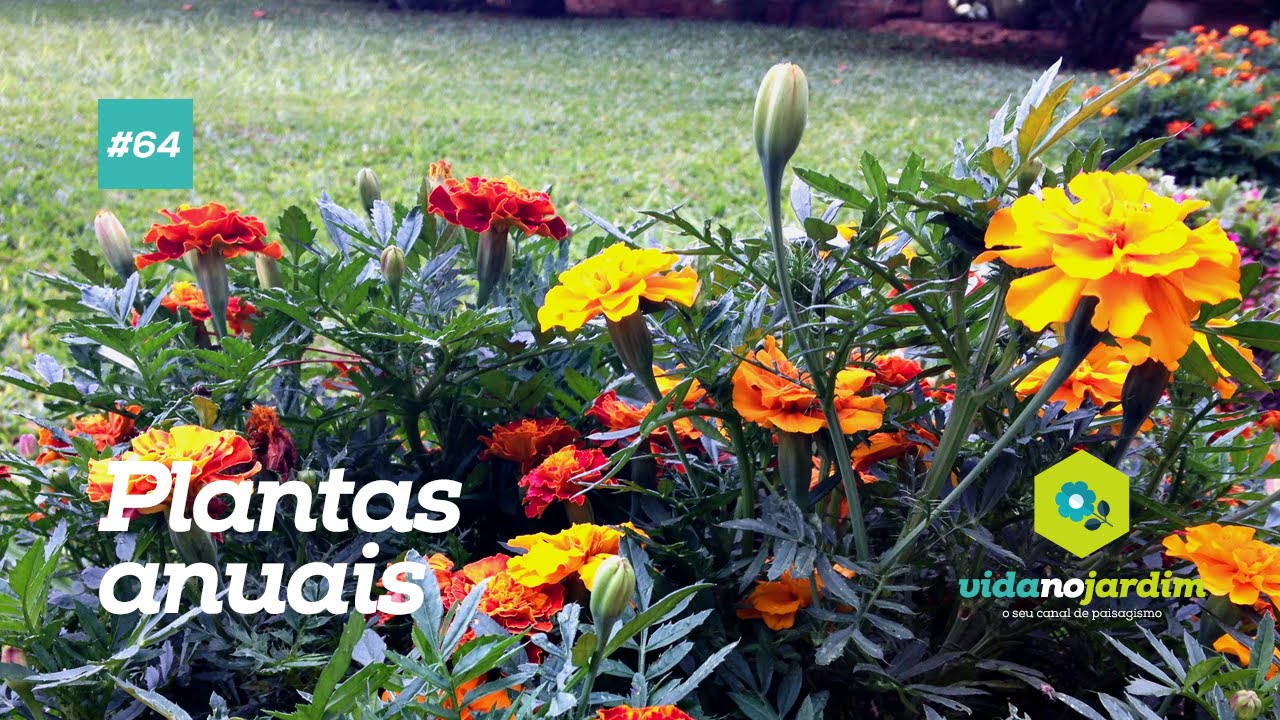Conhe&ccedil;a mais sobre as plantas anuais (11 tipos de plantas anuais)