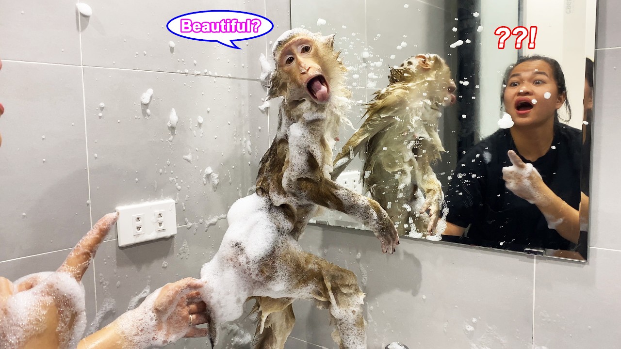 That's hilarious! Lyly the monkey discovers how funny she looks in the mirror.