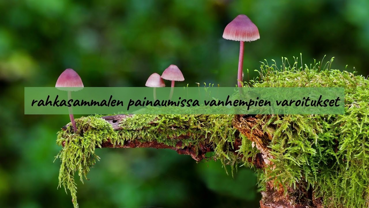 Taidepolku Henki ja el&auml;m&auml; hanke 2021