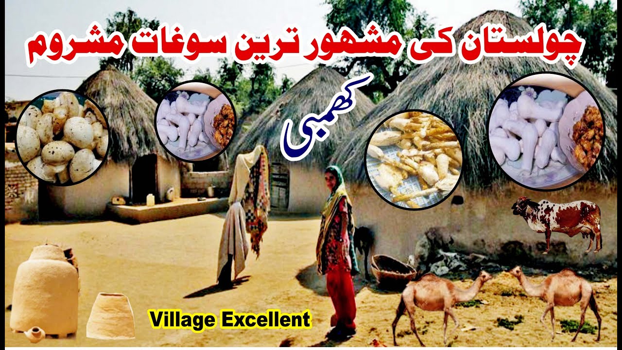 Desert Mushrooms | Monson Ki Khas Soghat | Cholistan Desert Mushroom |  Village Excellent