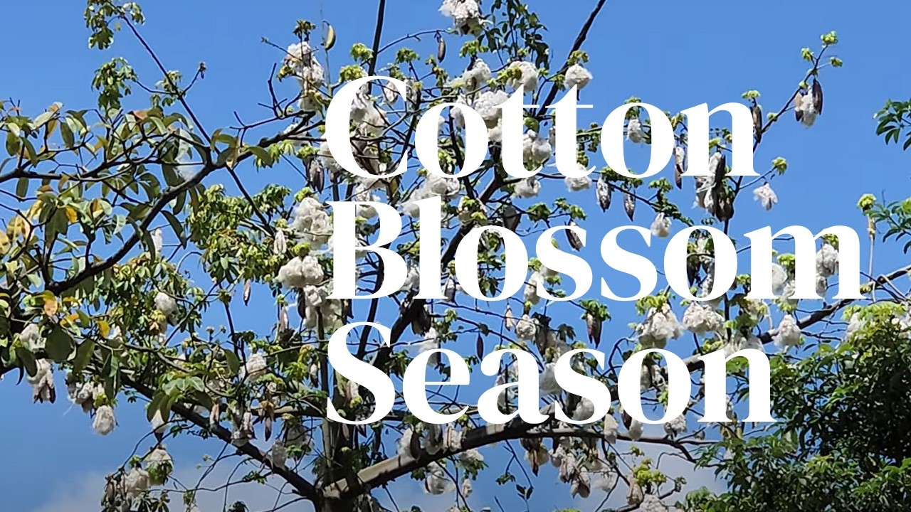Cotton Blossom Season in Singapore (Silent VLOG)