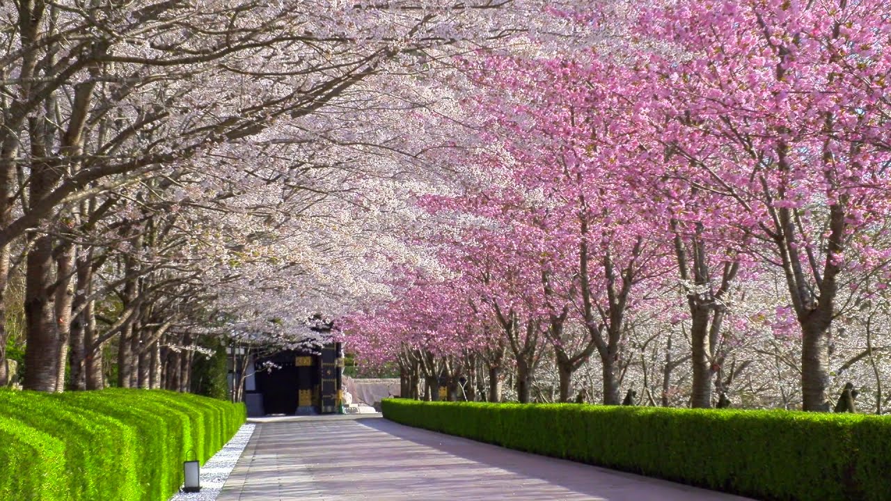 桜絵巻「佛教之王堂」The row of cherry trees as if unrolling a picture scroll The Royal Grand Hall of Buddhism