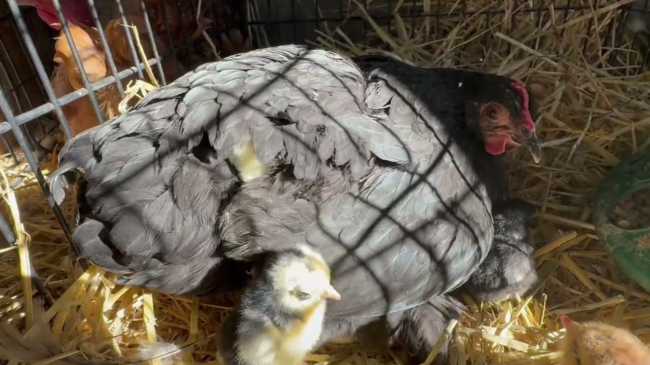 #hoarding  #chickenhoarding #babychicks #hatchingchickeneggs #babyanimals #farm #farmlife 