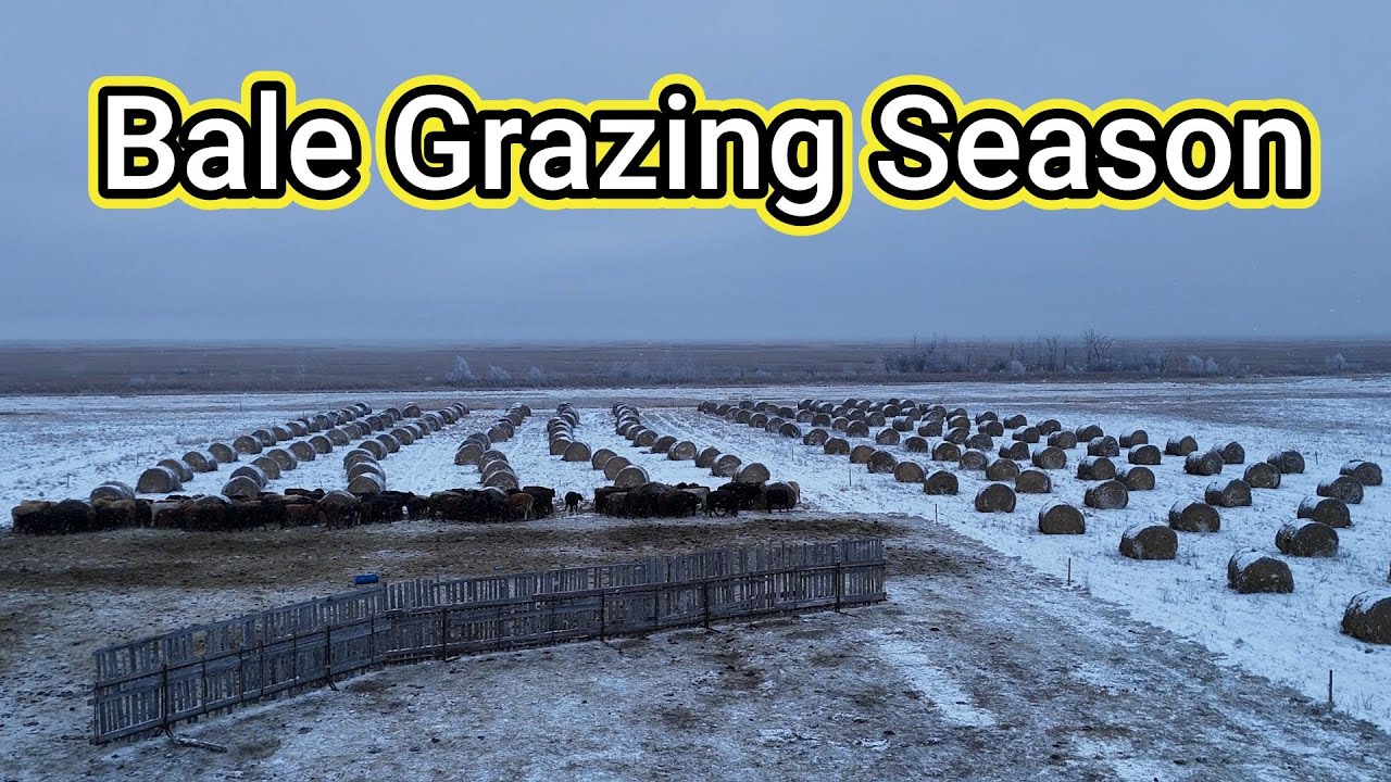Winter Groceries!!! Cattle Feed!!!