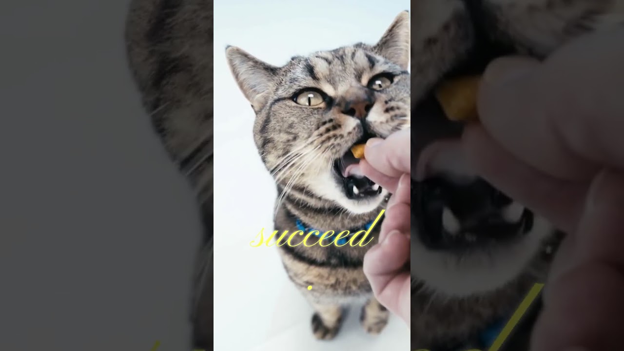Positive Cat Training Tips
