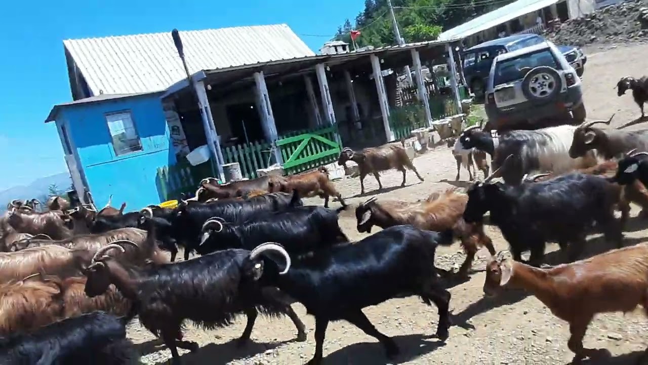 Albanian red goat.Dhia e kuqe Shqiptare, marshimi tufes 700x