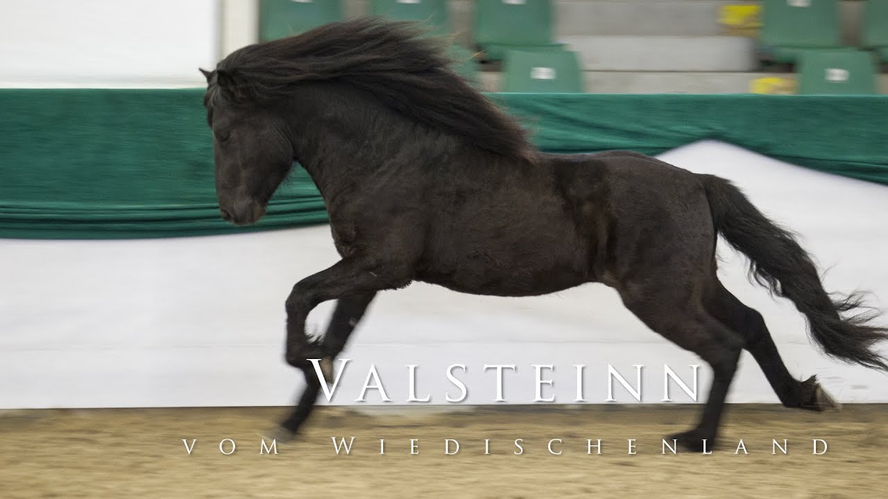Valsteinn vom Wiedischenland, Hengst, DE2013143621 Körung am 18.03.2017 Landgestüt Zweibrücken