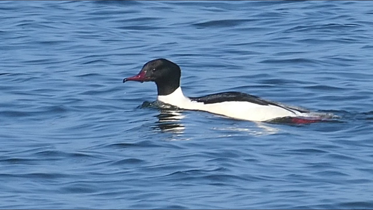 Gänsesäger Ente Enten Ostsee Männchen Sehlendorfer Binnensee #gänsesäger