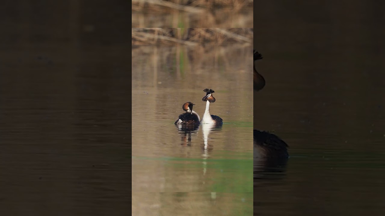 The great crested grebe, Podiceps cristatus,  courtship appearance and dance,  #shortvideo #birds