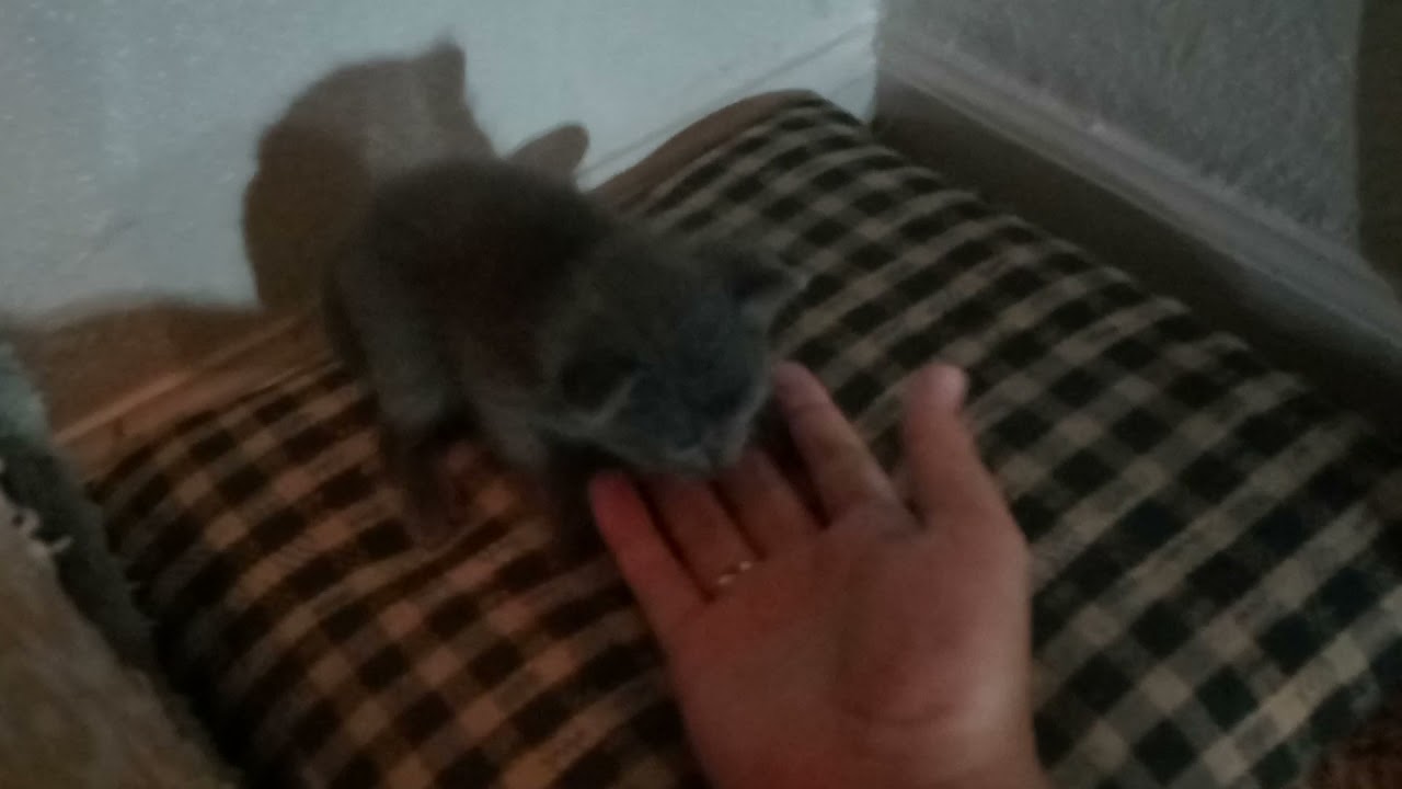 Pitten's kittens