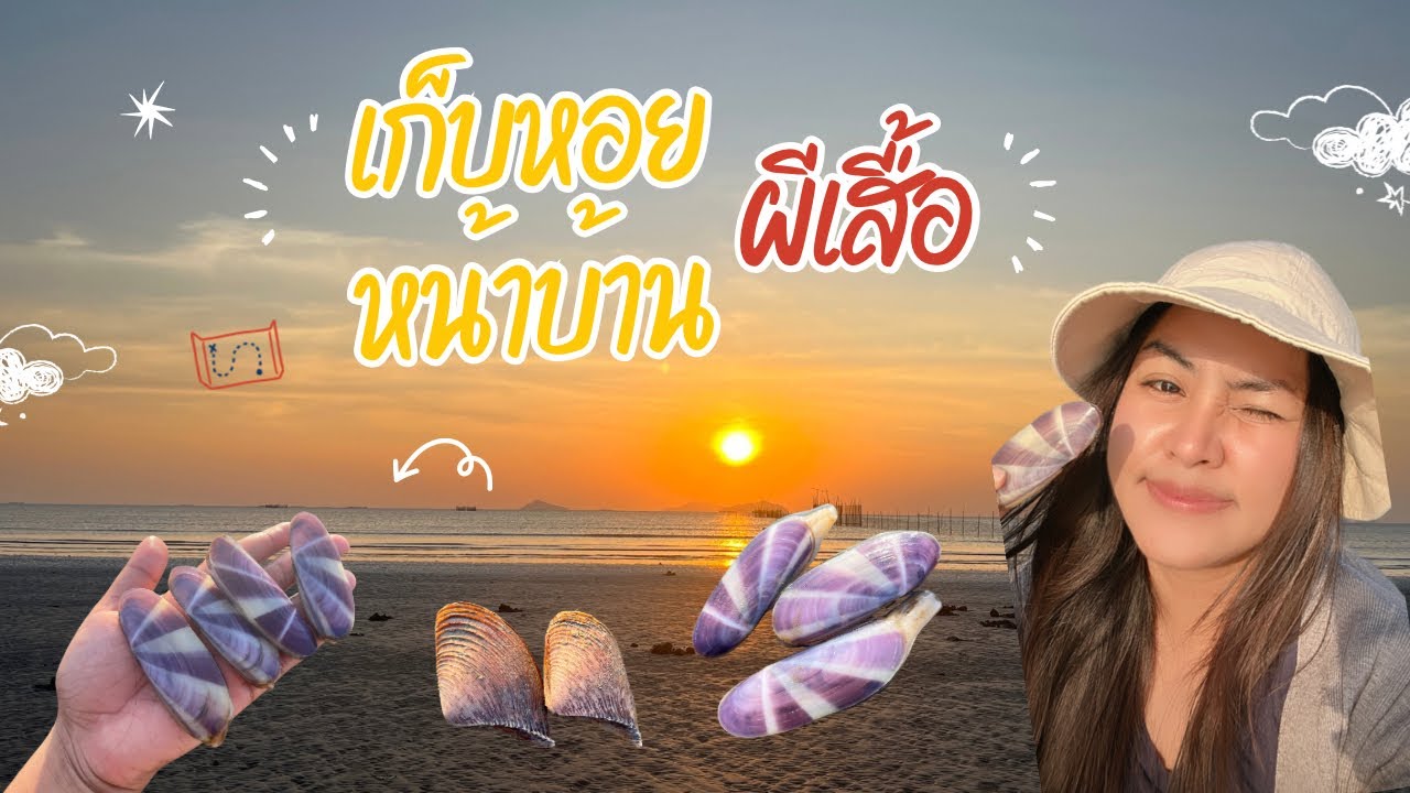 ขุดหอยผีเสื้อ ตัวใหญ่ๆ จากหน้าบ้าน #บ้านติดทะเล #ทะเล #หาหอย
