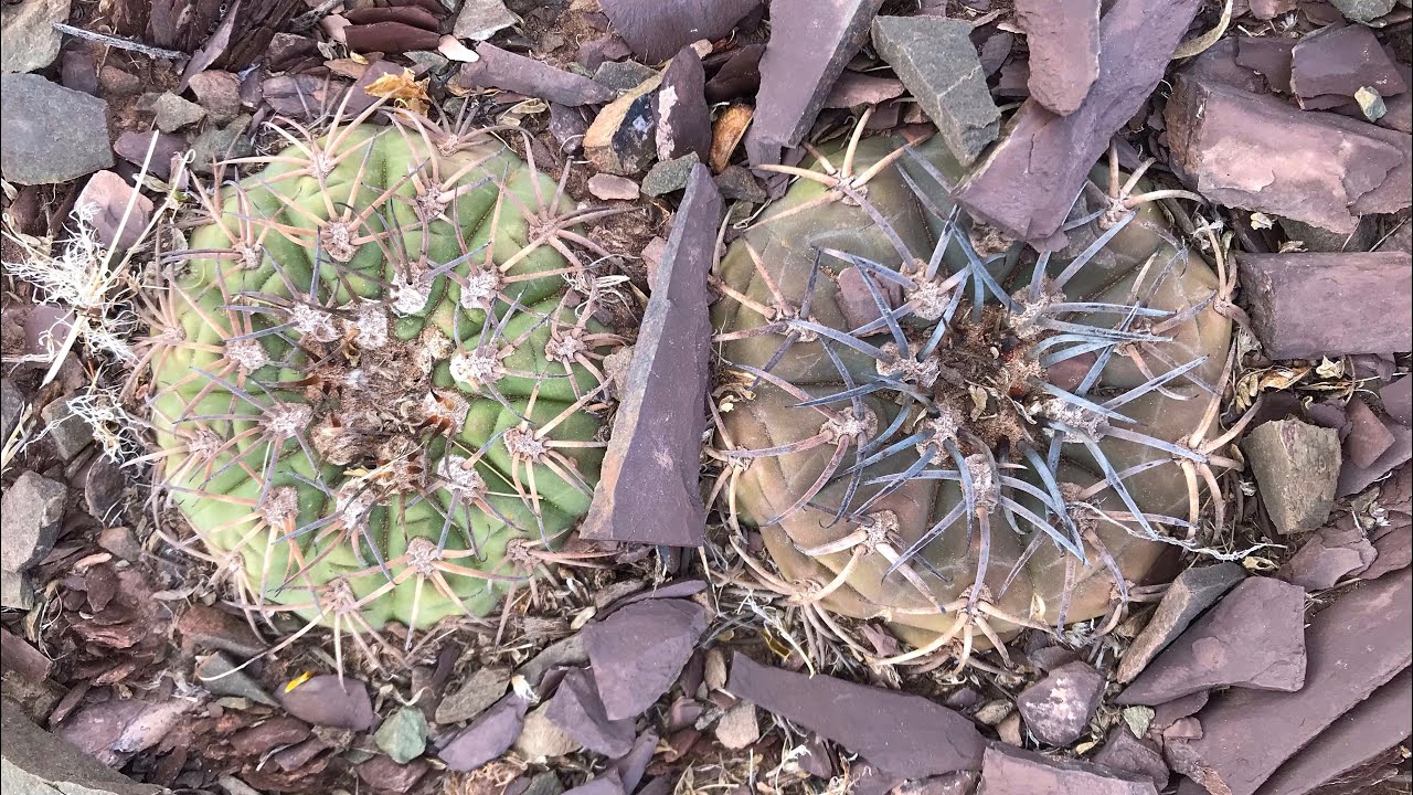 Cactus en hábitat | Gymnocalycium spegazzinii en Parque Nacional Los Cardones