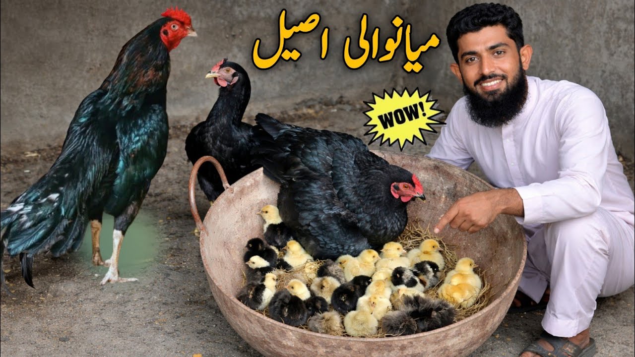 Wow 🤩 Mianwali Aseel Chozy Nikal ay | Mianwali Aseel 