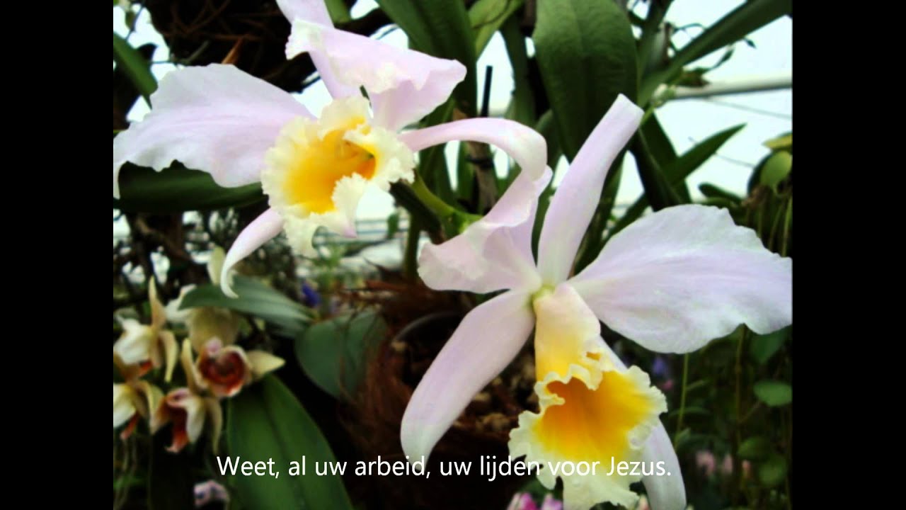 Grijp toch de kansen door God u gegeven