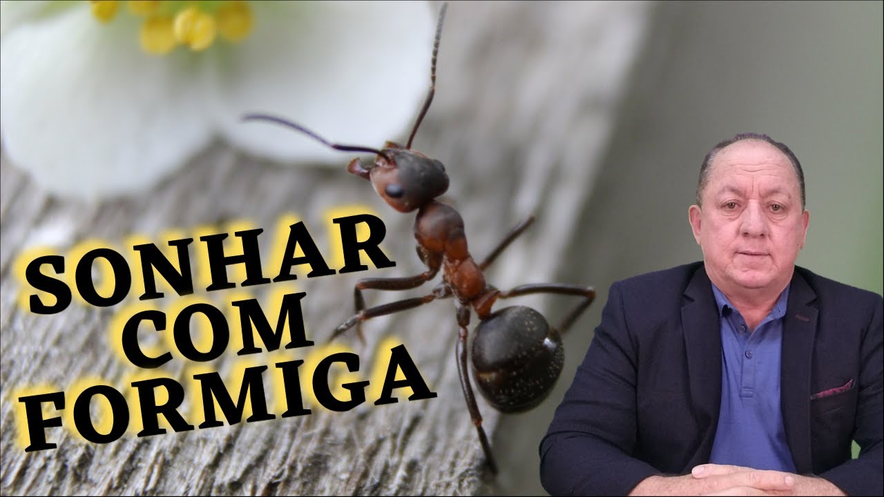 O QUE SIGNIFICA SONHAR COM FORMIGA