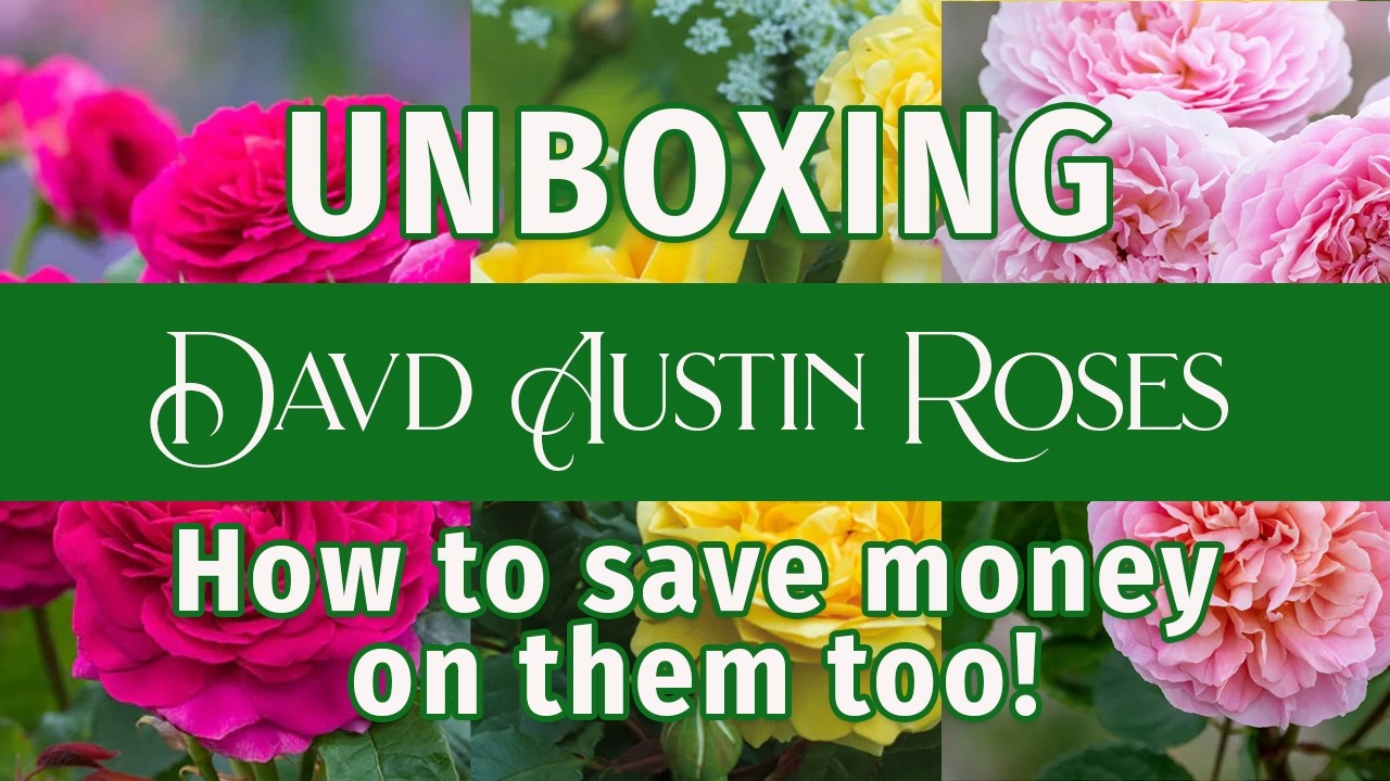 Watch me unbox my David Austin Roses and learn how to save money on them.