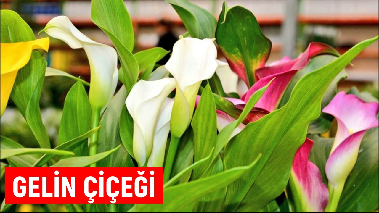 Gelin Çiçeği Bakımı Nasıl Yapılır (GALA ÇİÇEĞİ)
